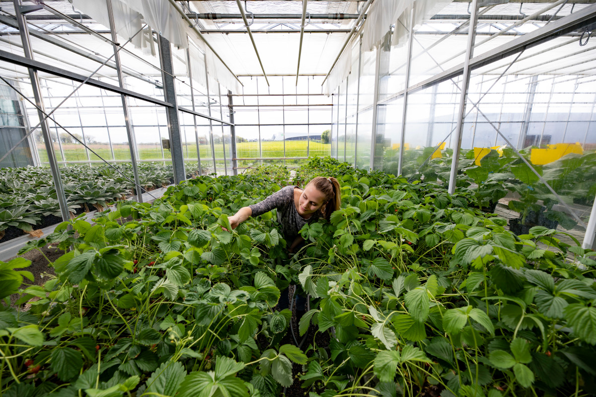 Ferme à insectes de Savéol Nature à Guipavas (Franck Bétermin)